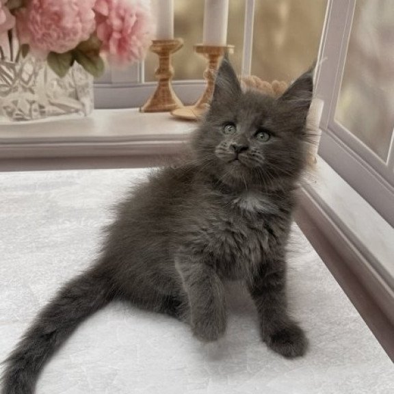 Maine Coon Alva Toma