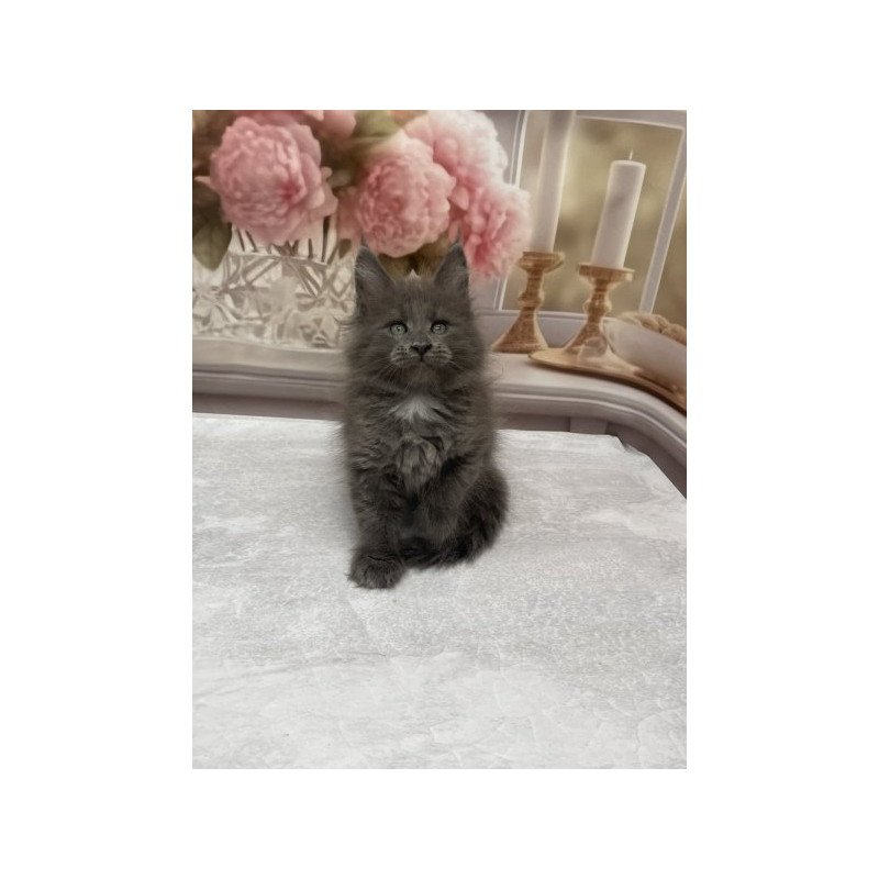 Maine Coon Alva Toma