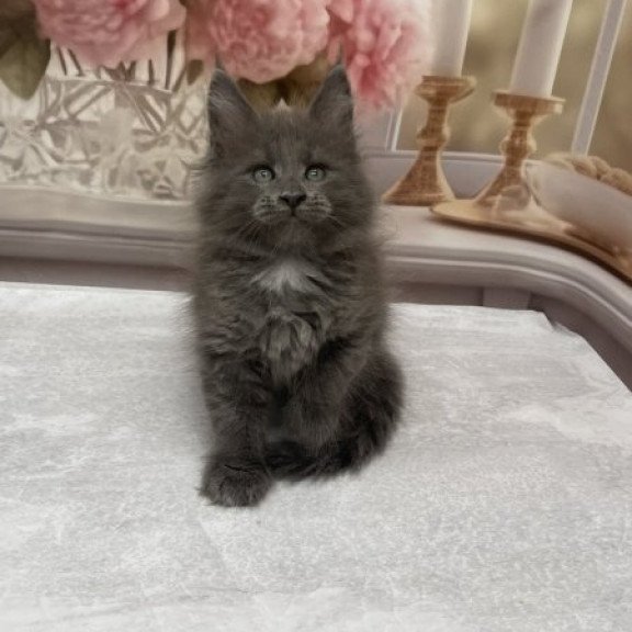 Maine Coon Alva Toma