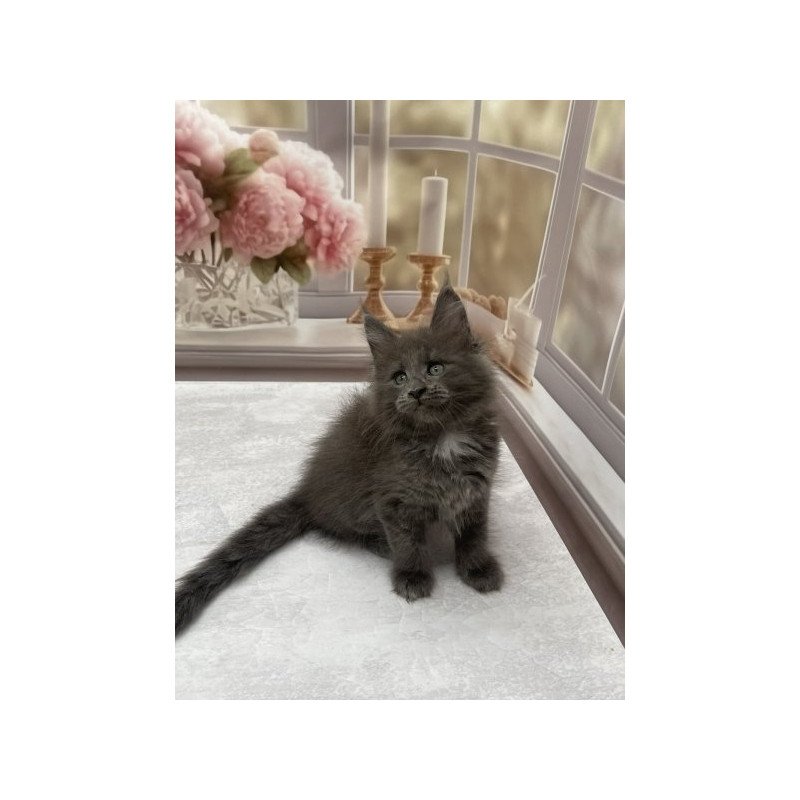 Maine Coon Alva Toma