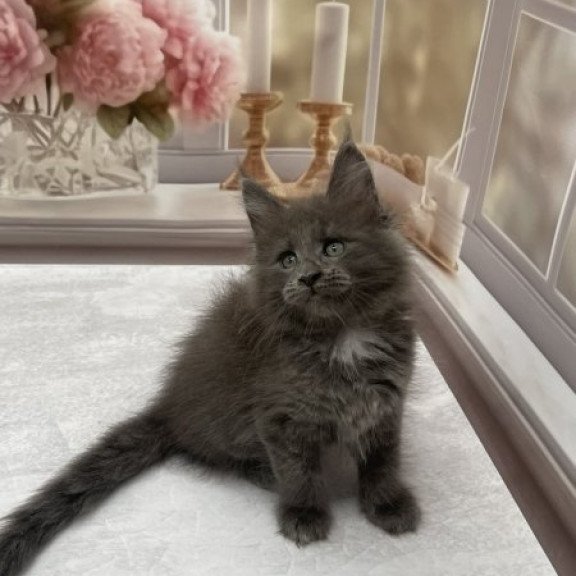 Maine Coon Alva Toma