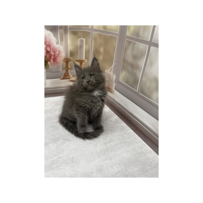 Maine Coon Alva Toma