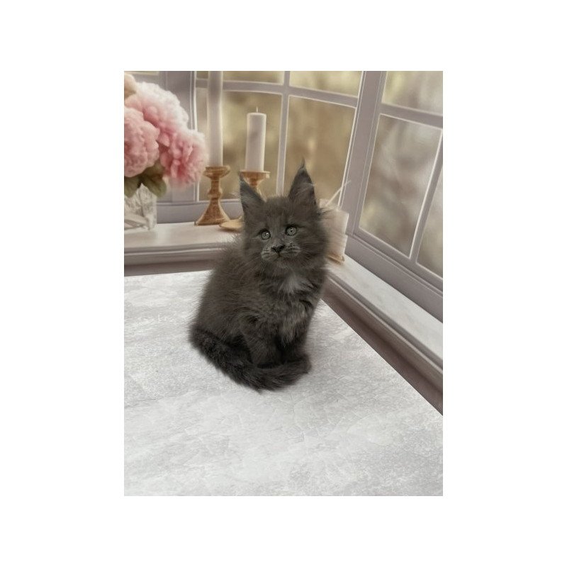 Maine Coon Alva Toma