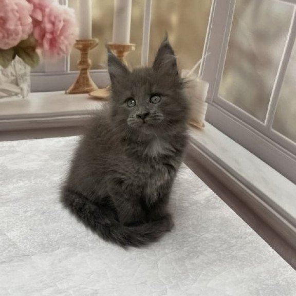 Maine Coon Alva Toma