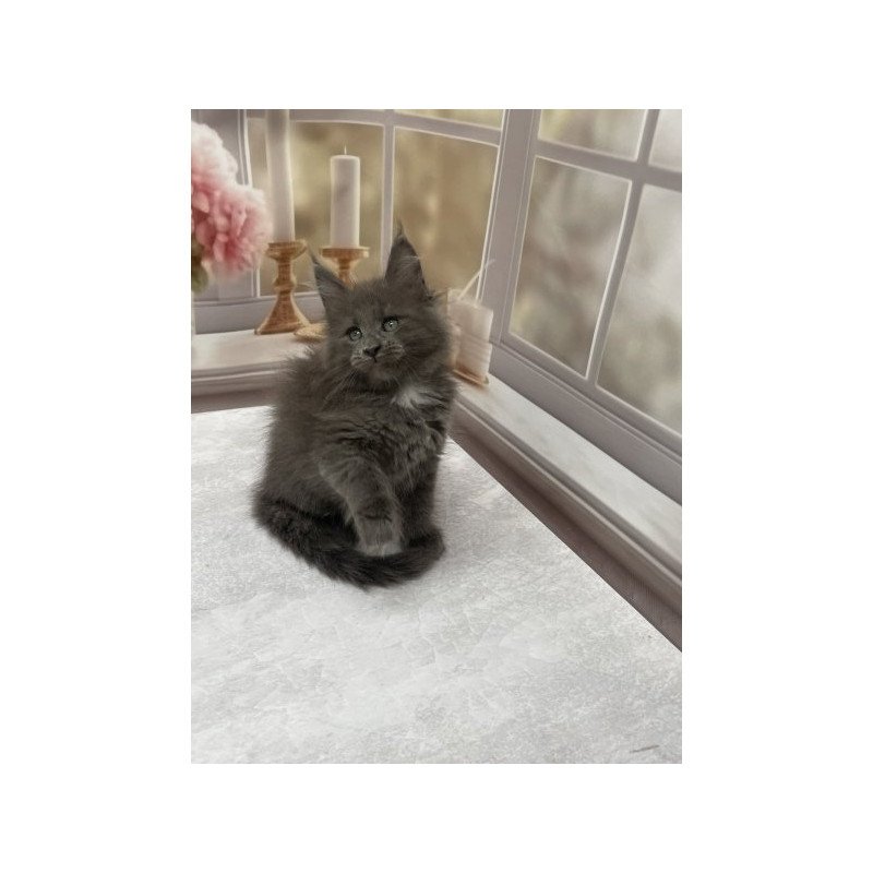 Maine Coon Alva Toma