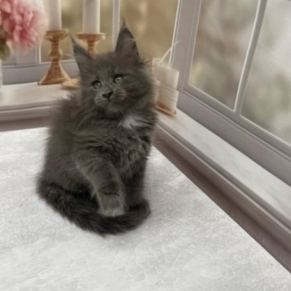 Maine Coon Alva Toma