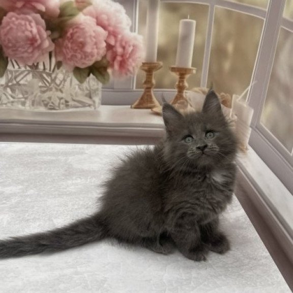 Maine Coon Alva Toma