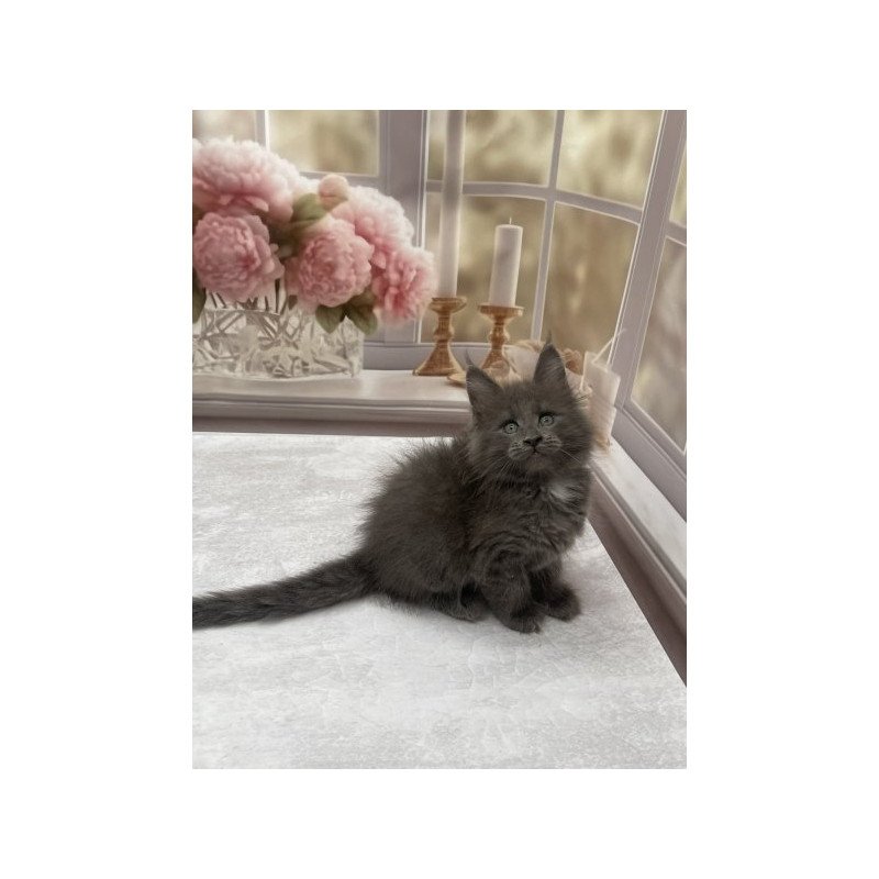 Maine Coon Alva Toma