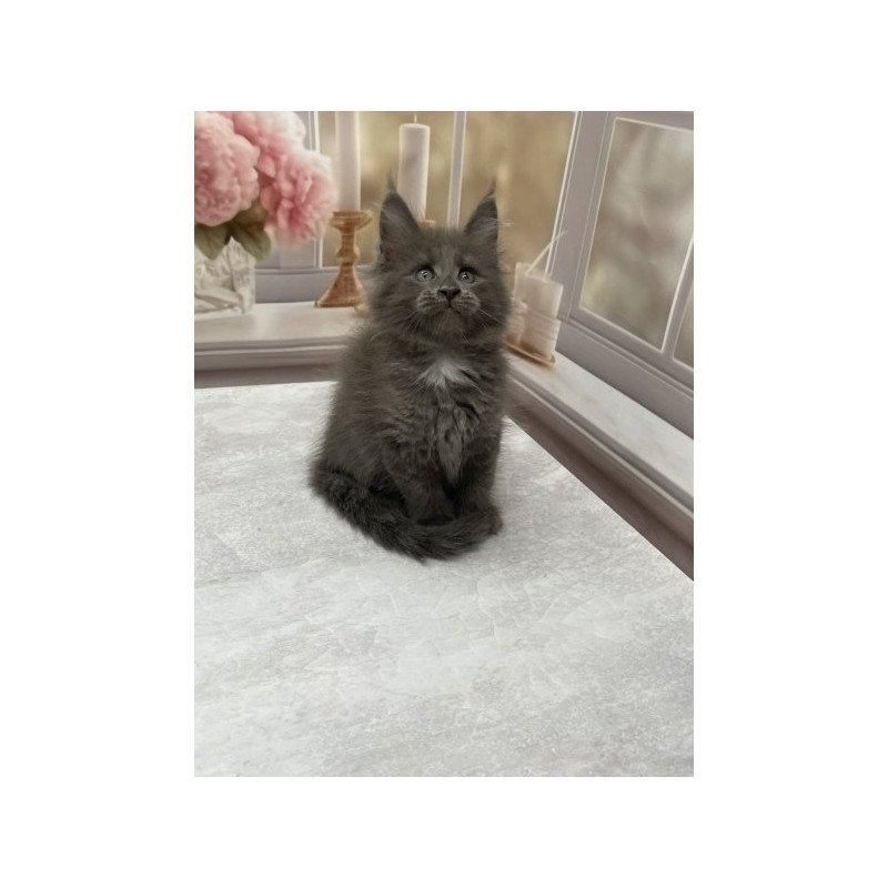 Maine Coon Alva Toma