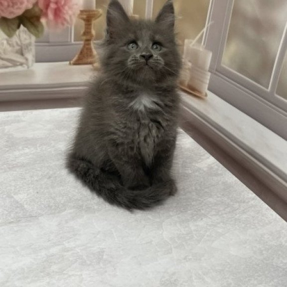 Maine Coon Alva Toma