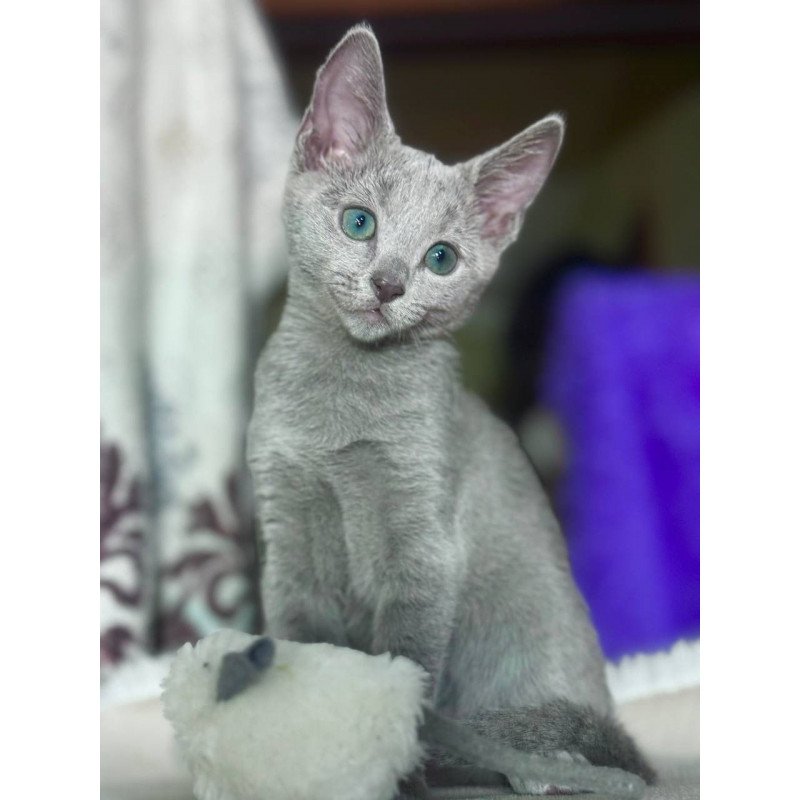 Russian Blue 1.23