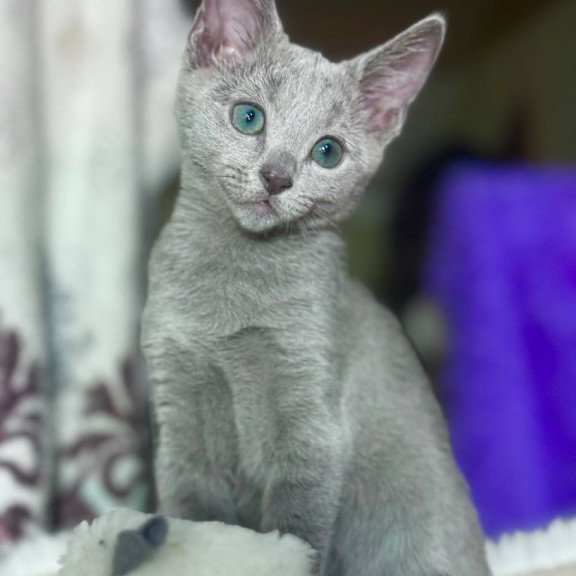 Russian Blue 1.23