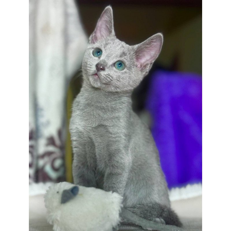Russian Blue 1.23