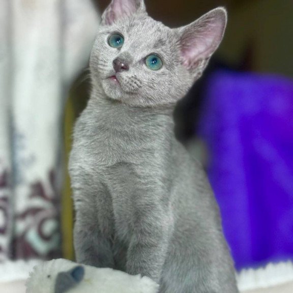 Russian Blue 1.23
