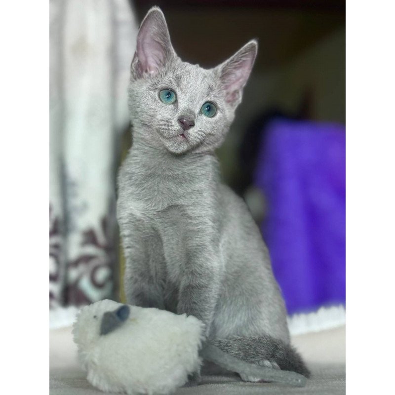 Russian Blue 1.23