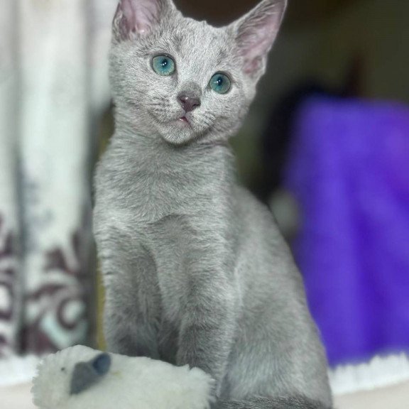 Russian Blue 1.23