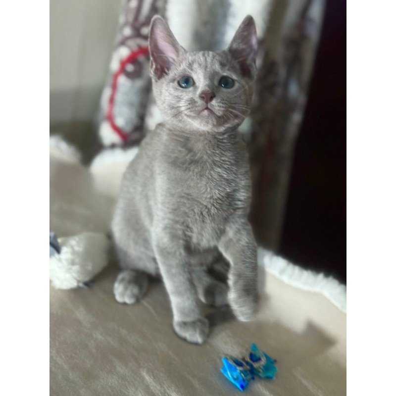 Russian Blue 1.23