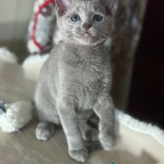 Russian Blue 1.23