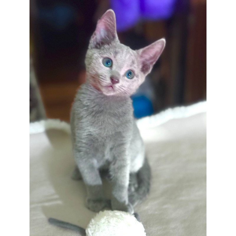 Russian Blue 1.23
