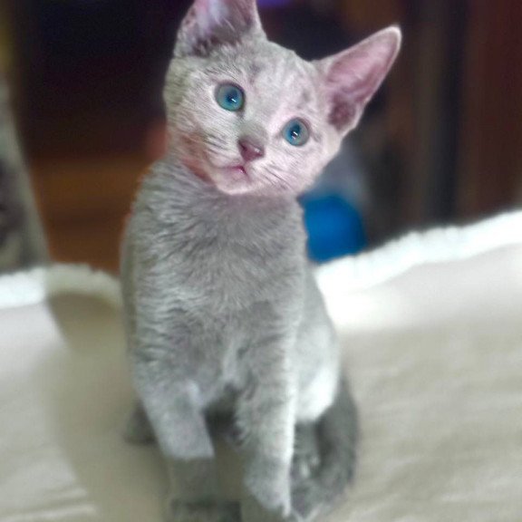 Russian Blue 1.23