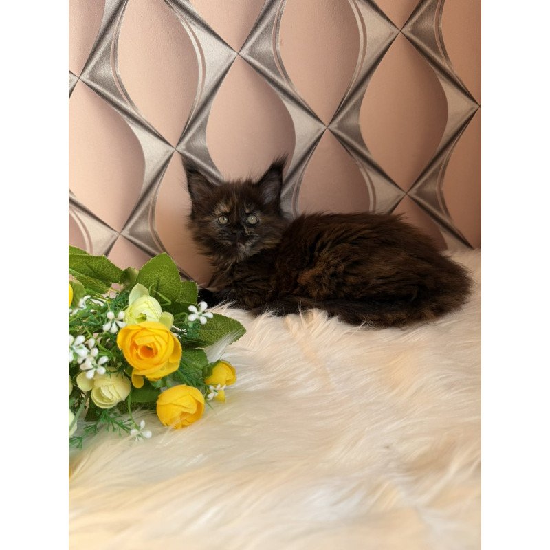 Maine Coon EZ Ryna