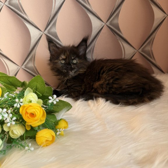 Maine Coon EZ Ryna