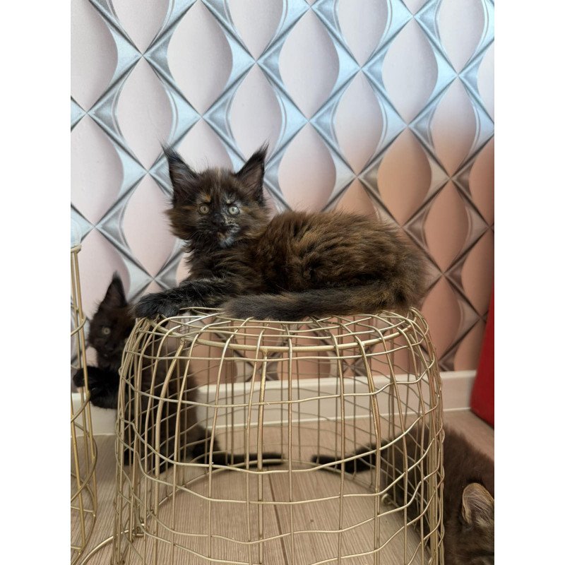 Maine Coon EZ Ryna
