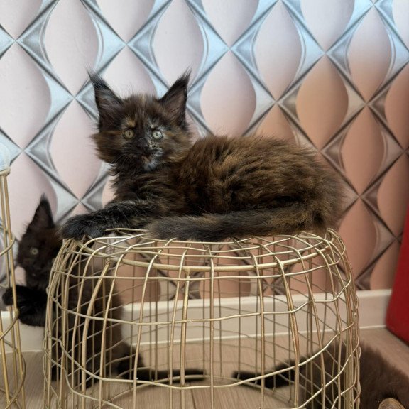 Maine Coon EZ Ryna