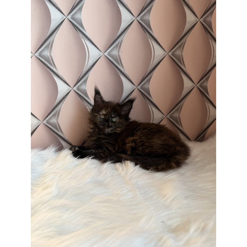 Maine Coon EZ Ryna