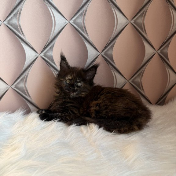 Maine Coon EZ Ryna