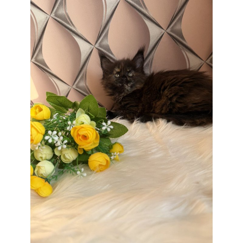 Maine Coon EZ Ryna