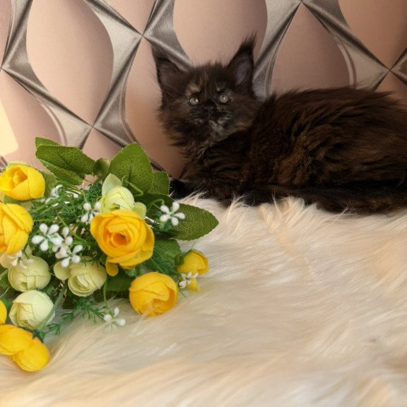 Maine Coon EZ Ryna