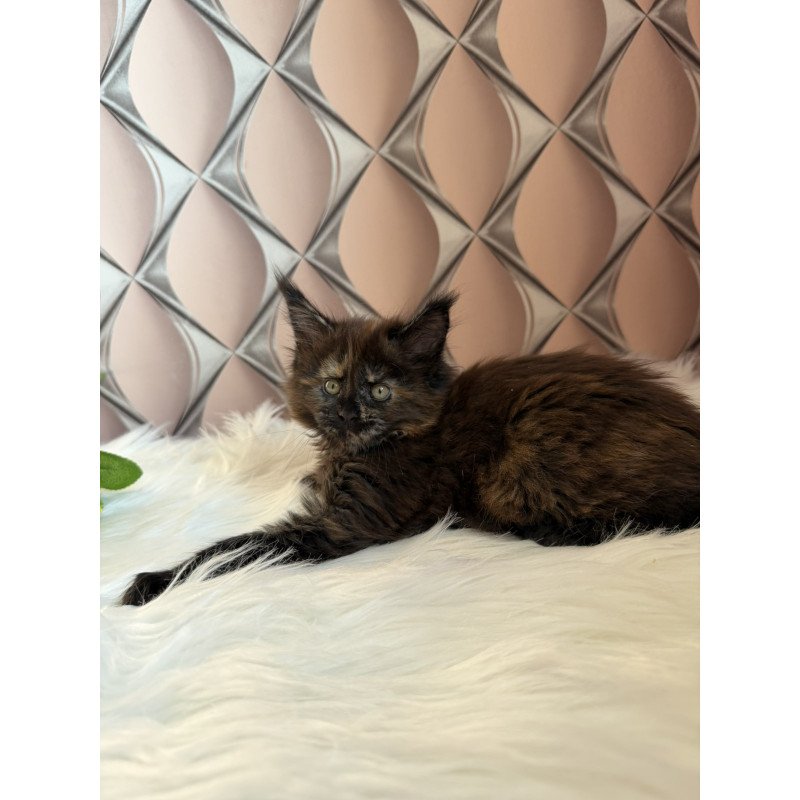 Maine Coon EZ Ryna