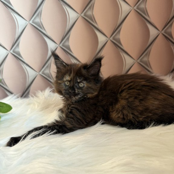 Maine Coon EZ Ryna