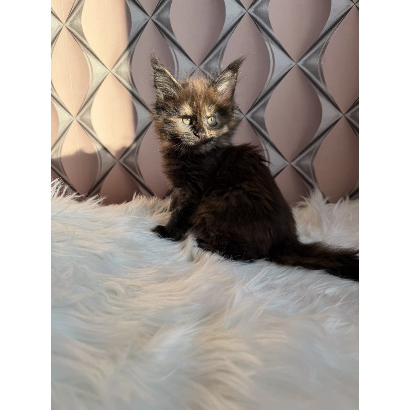 Maine Coon EZ Ryna