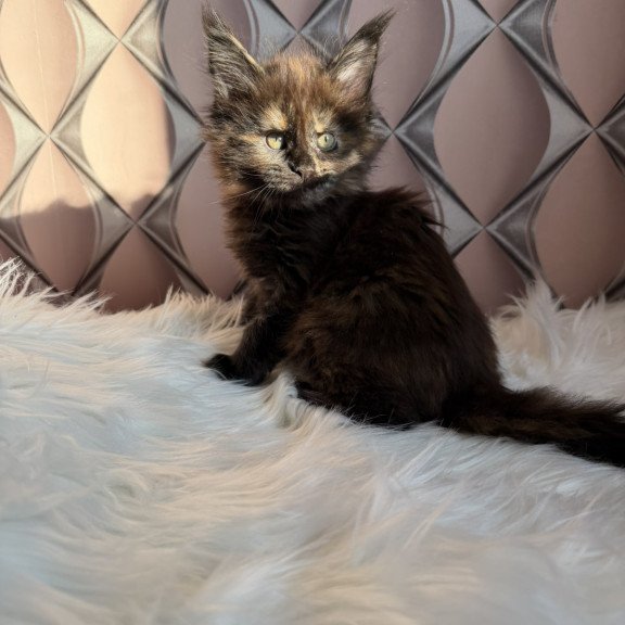Maine Coon EZ Ryna