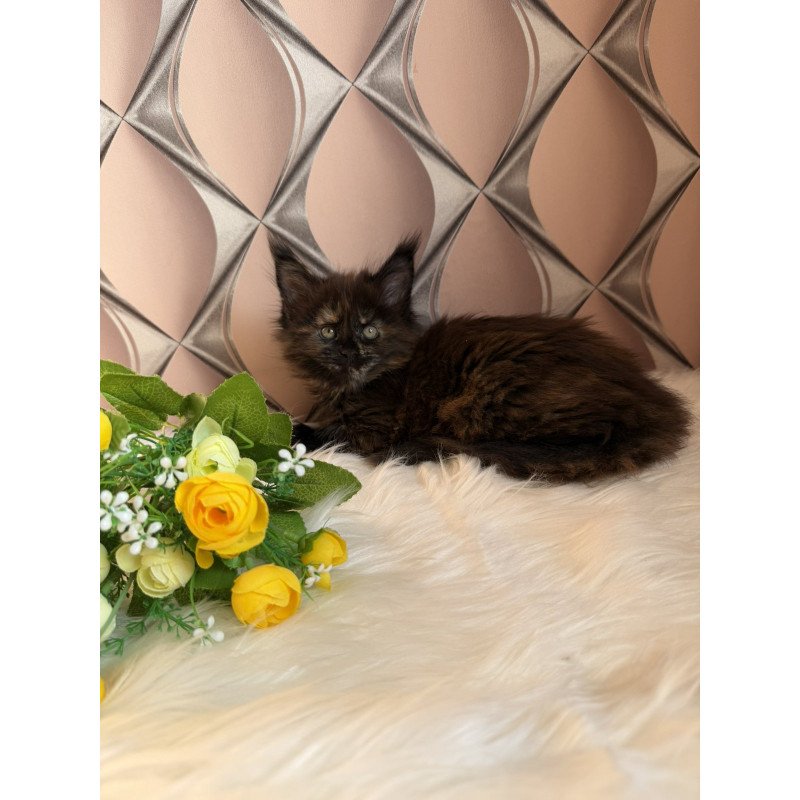 Maine Coon EZ Ryna