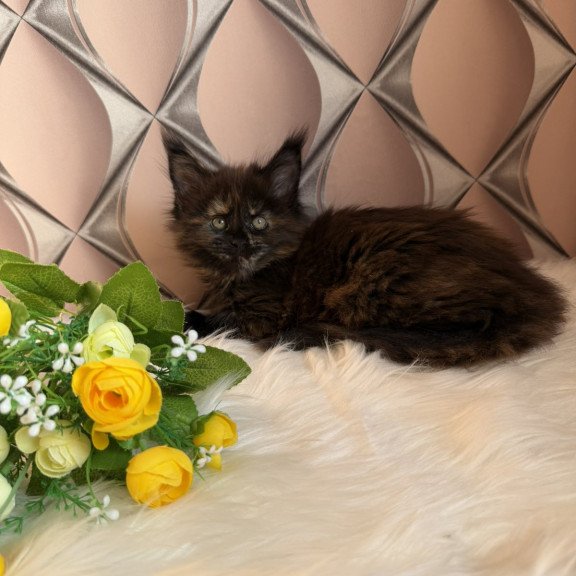 Maine Coon EZ Ryna