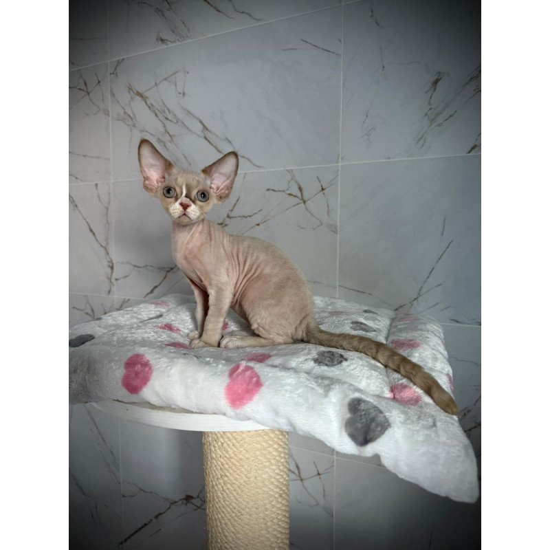 Devon Rex EZ Yudgin