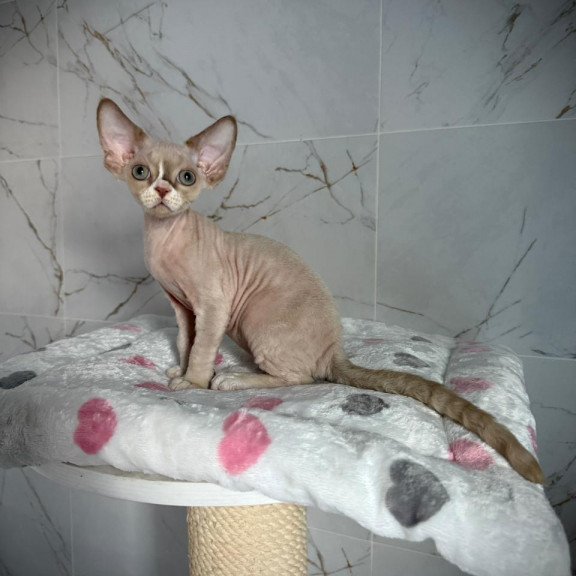 Devon Rex EZ Yudgin