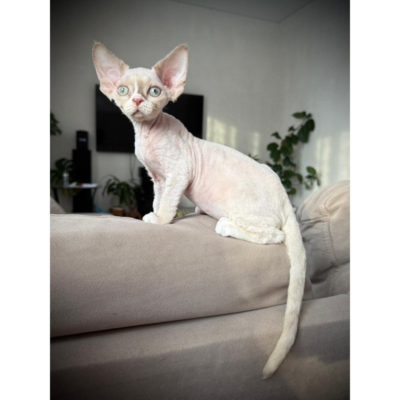 Devon Rex EZ Yudgin