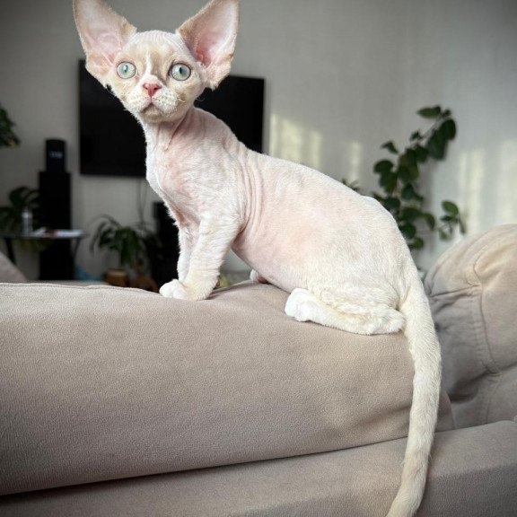 Devon Rex EZ Yudgin
