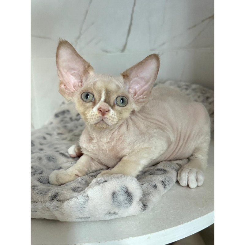 Devon Rex EZ Yudgin