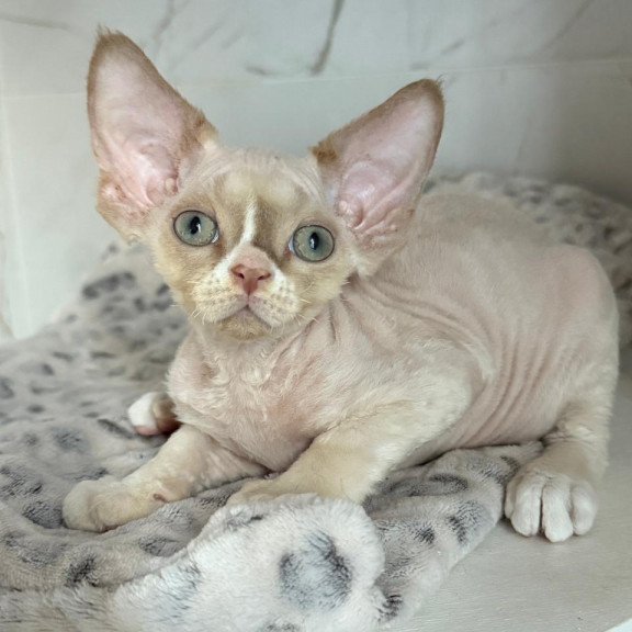 Devon Rex EZ Yudgin