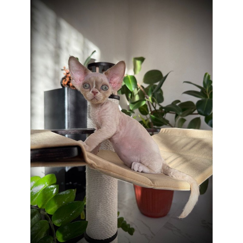 Devon Rex EZ Yudgin