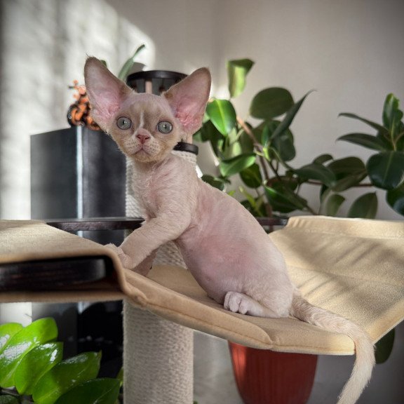Devon Rex EZ Yudgin