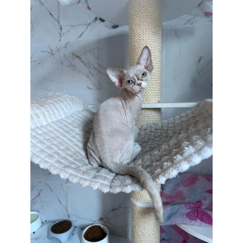 Devon Rex EZ Yudgin