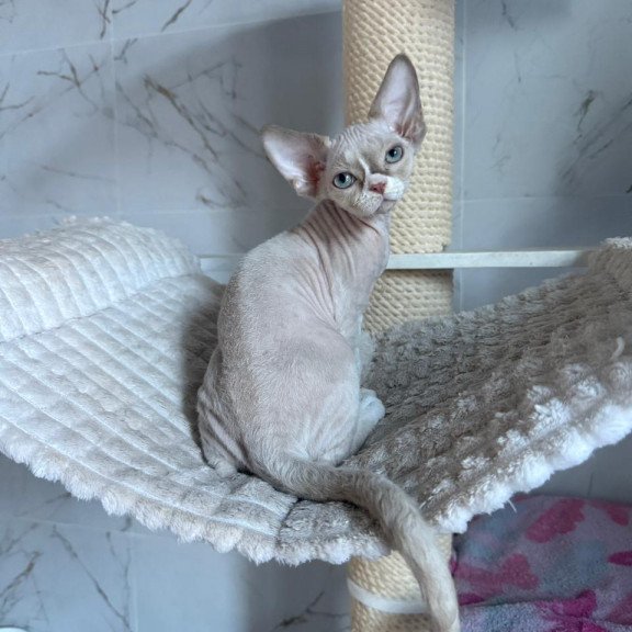 Devon Rex EZ Yudgin