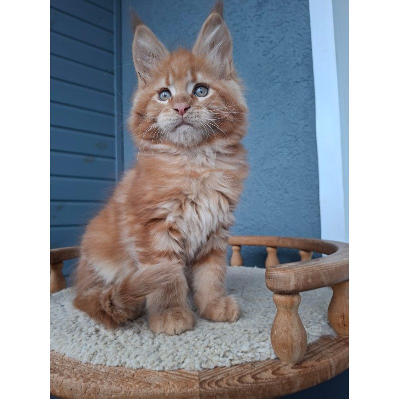 Maine Coon EZ Zenit