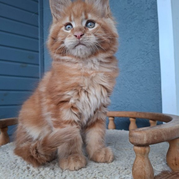 Maine Coon EZ Zenit